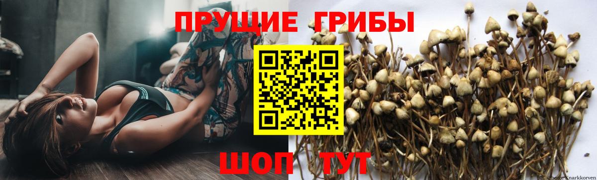 Галлюциногенные грибы прущие грибы Кропоткин